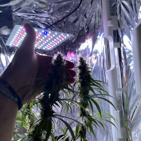 Preenseeds 2 geração  growlog timeline photo