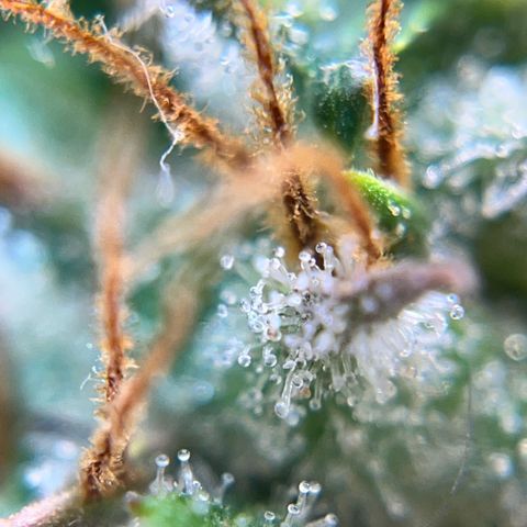 Preenseeds 2 geração  growlog timeline photo