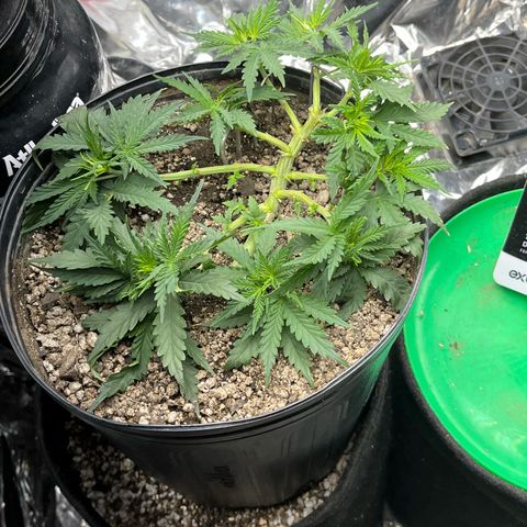 Preenseeds 2 geração  growlog timeline photo