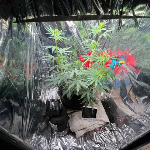 Preenseeds 2 geração  growlog timeline photo