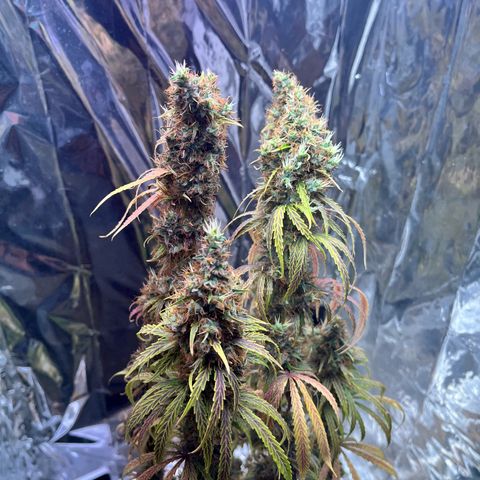 Preenseeds 2 geração  growlog timeline photo