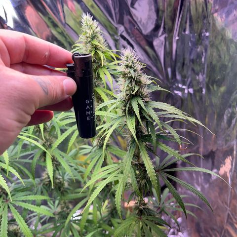 Preenseeds 2 geração  growlog timeline photo