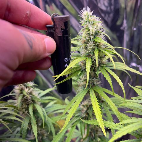 Preenseeds 2 geração  growlog timeline photo