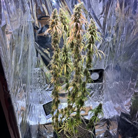 Preenseeds 2 geração  growlog timeline photo