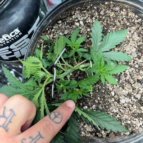 Preenseeds 2 geração  growlog timeline photo