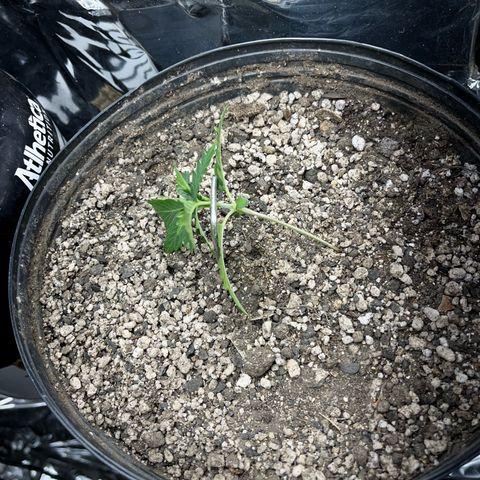 Preenseeds 2 geração  growlog timeline photo