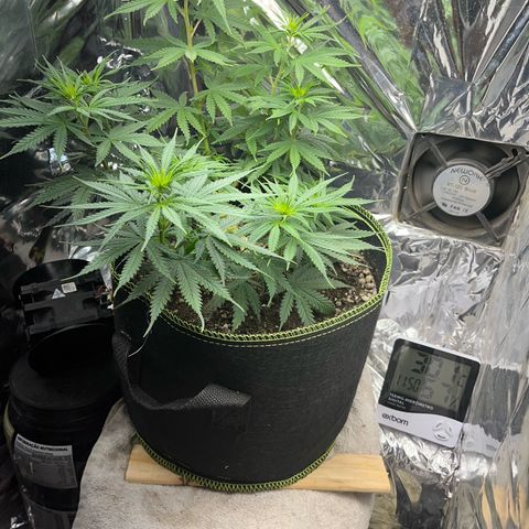 Preenseeds 2 geração  growlog timeline photo