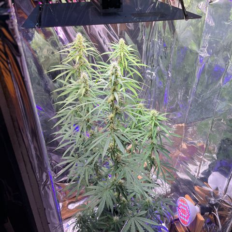 Preenseeds 2 geração  growlog timeline photo