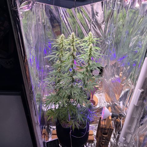 Preenseeds 2 geração  growlog timeline photo