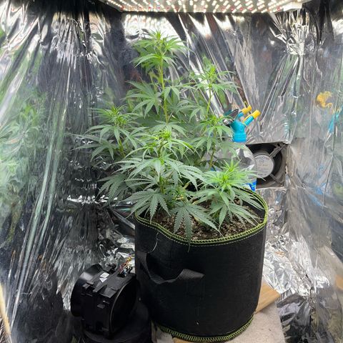 Preenseeds 2 geração  growlog timeline photo