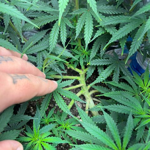 Preenseeds 2 geração  growlog timeline photo