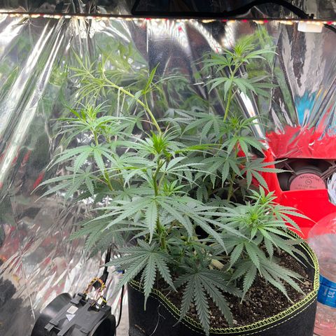 Preenseeds 2 geração  growlog timeline photo