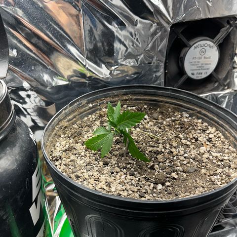Preenseeds 2 geração  growlog timeline photo