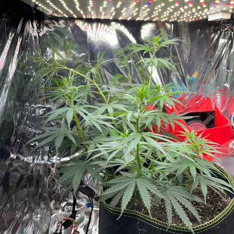 Preenseeds 2 geração  growlog timeline photo