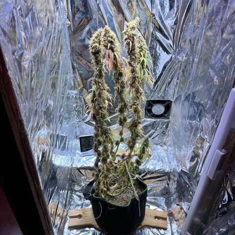 Preenseeds 2 geração  growlog timeline photo