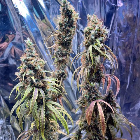 Preenseeds 2 geração  growlog timeline photo