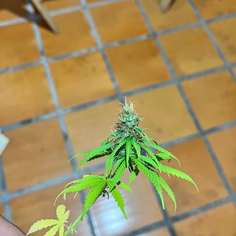 Preenseeds 2 geração  growlog timeline photo