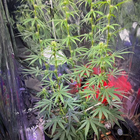 Preenseeds 2 geração  growlog timeline photo
