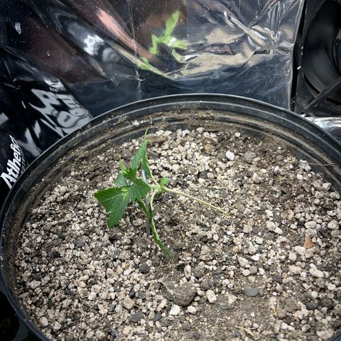 Preenseeds 2 geração  growlog timeline photo