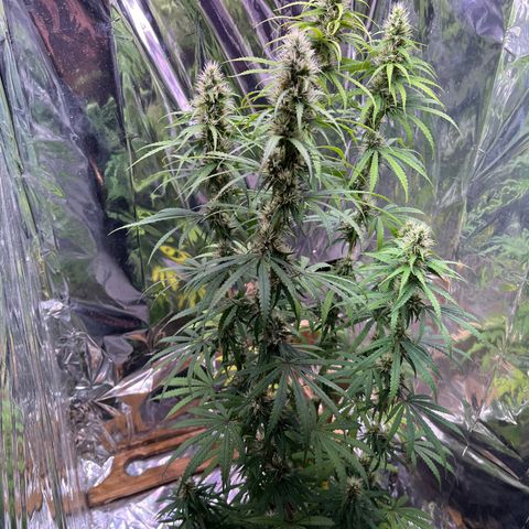 Preenseeds 2 geração  growlog timeline photo