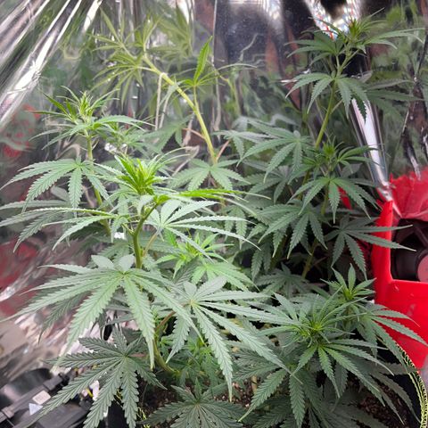 Preenseeds 2 geração  growlog timeline photo