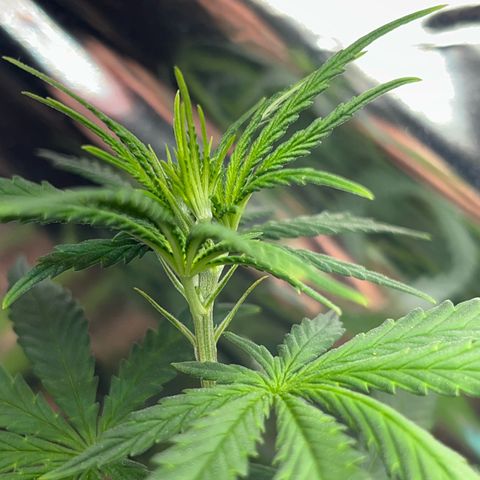 Preenseeds 2 geração  growlog timeline photo
