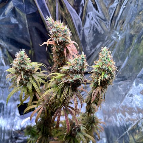 Preenseeds 2 geração  growlog timeline photo
