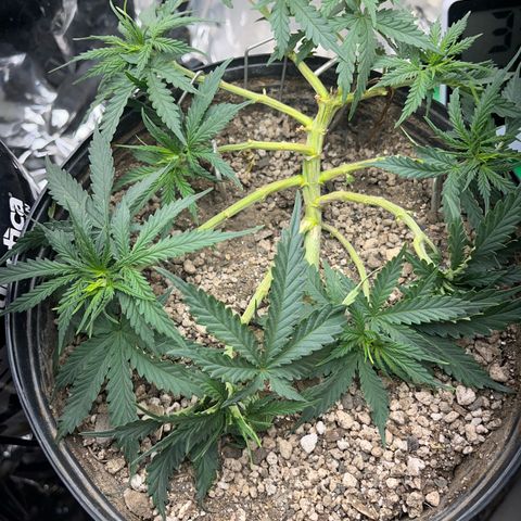 Preenseeds 2 geração  growlog timeline photo