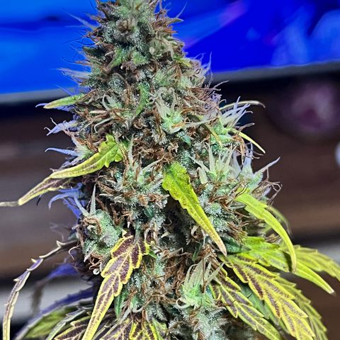 Preenseeds 2 geração  growlog timeline photo