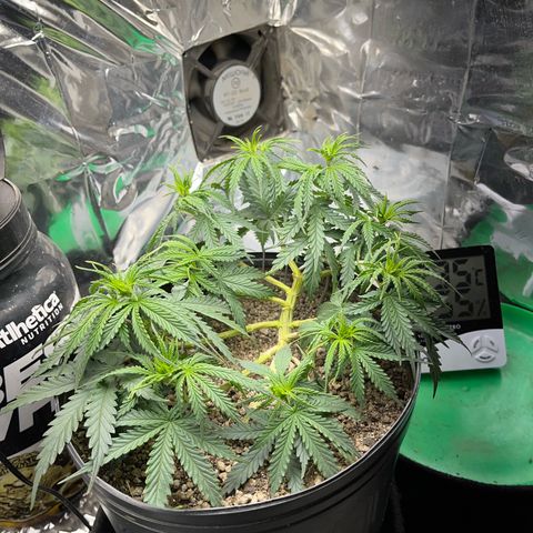 Preenseeds 2 geração  growlog timeline photo