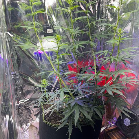 Preenseeds 2 geração  growlog timeline photo