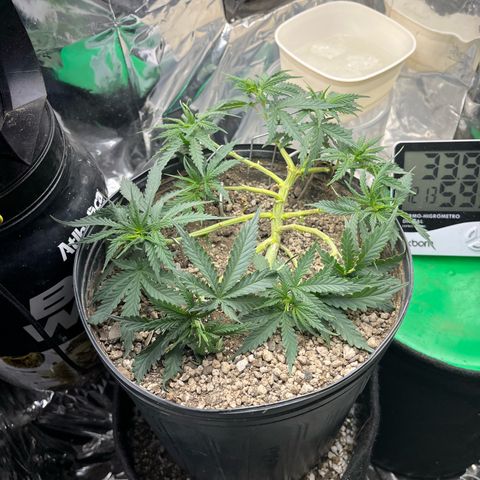 Preenseeds 2 geração  growlog timeline photo