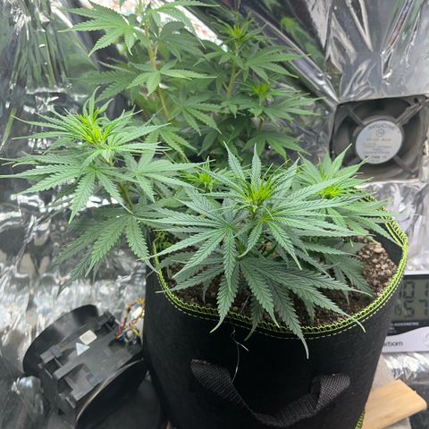 Preenseeds 2 geração  growlog timeline photo