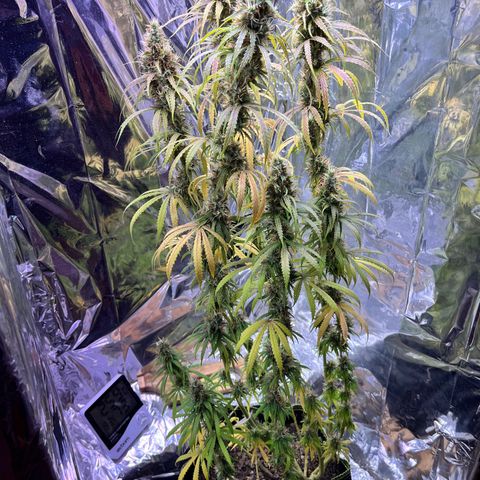 Preenseeds 2 geração  growlog timeline photo