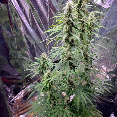 Preenseeds 2 geração  growlog timeline photo