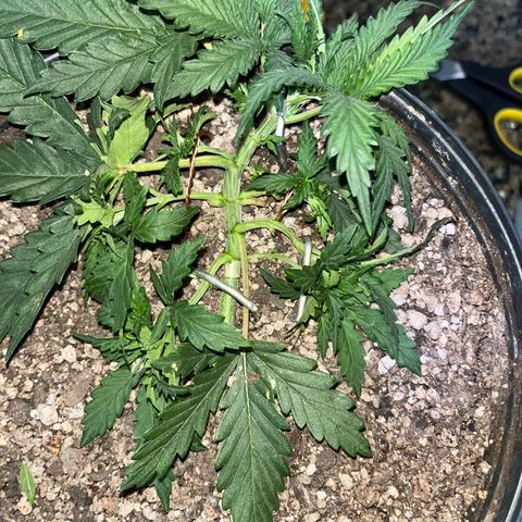 Preenseeds 2 geração  growlog timeline photo