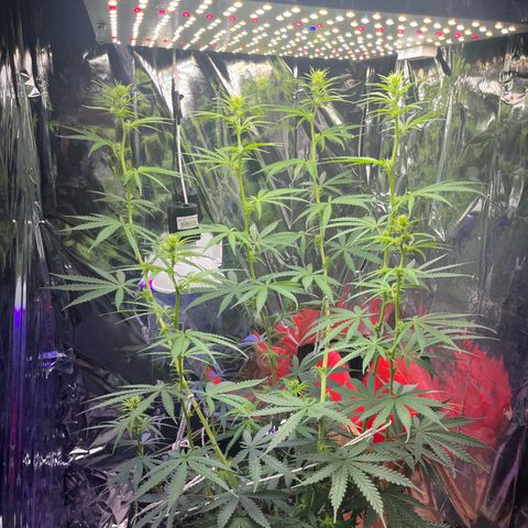 Preenseeds 2 geração  growlog timeline photo