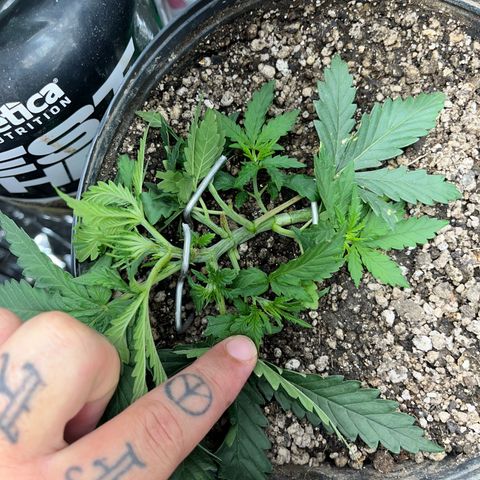Preenseeds 2 geração  growlog timeline photo