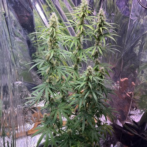 Preenseeds 2 geração  growlog timeline photo
