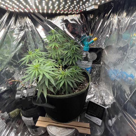 Preenseeds 2 geração  growlog timeline photo