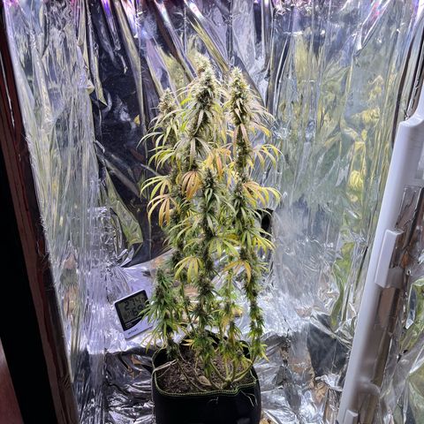 Preenseeds 2 geração  growlog timeline photo