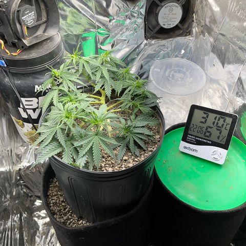 Preenseeds 2 geração  growlog timeline photo