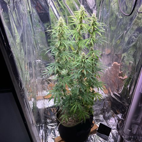 Preenseeds 2 geração  growlog timeline photo