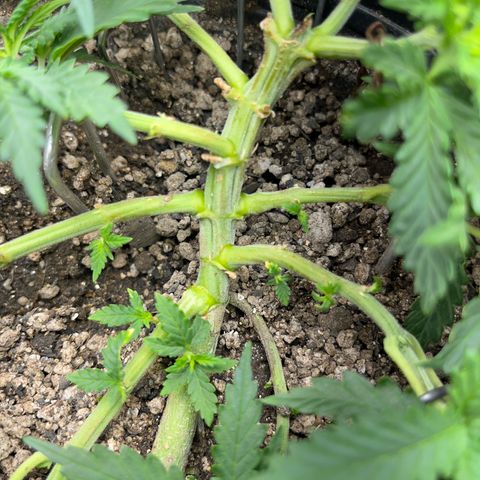 Preenseeds 2 geração  growlog timeline photo