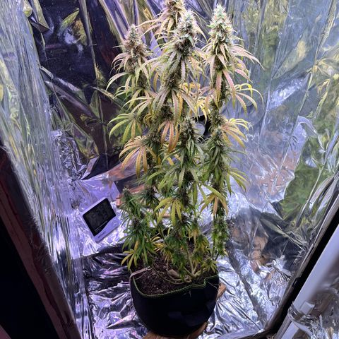 Preenseeds 2 geração  growlog timeline photo