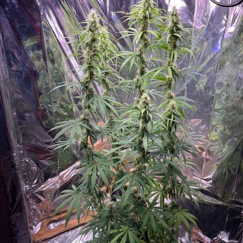 Preenseeds 2 geração  growlog timeline photo