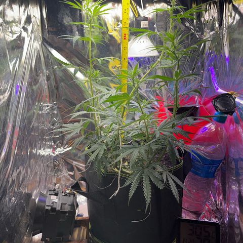 Preenseeds 2 geração  growlog timeline photo