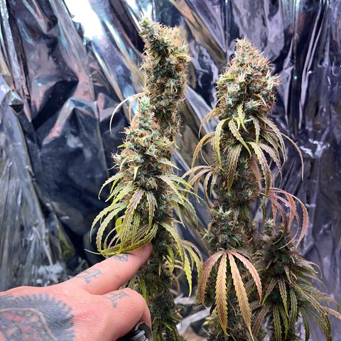 Preenseeds 2 geração  growlog timeline photo
