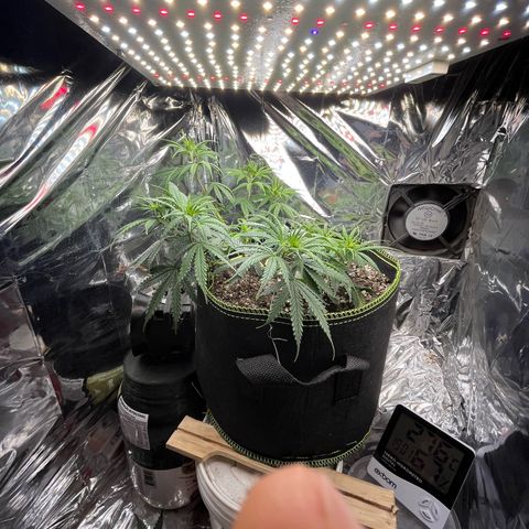 Preenseeds 2 geração  growlog timeline photo