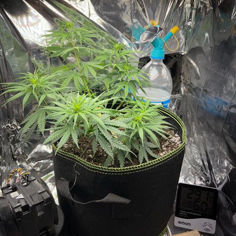 Preenseeds 2 geração  growlog timeline photo